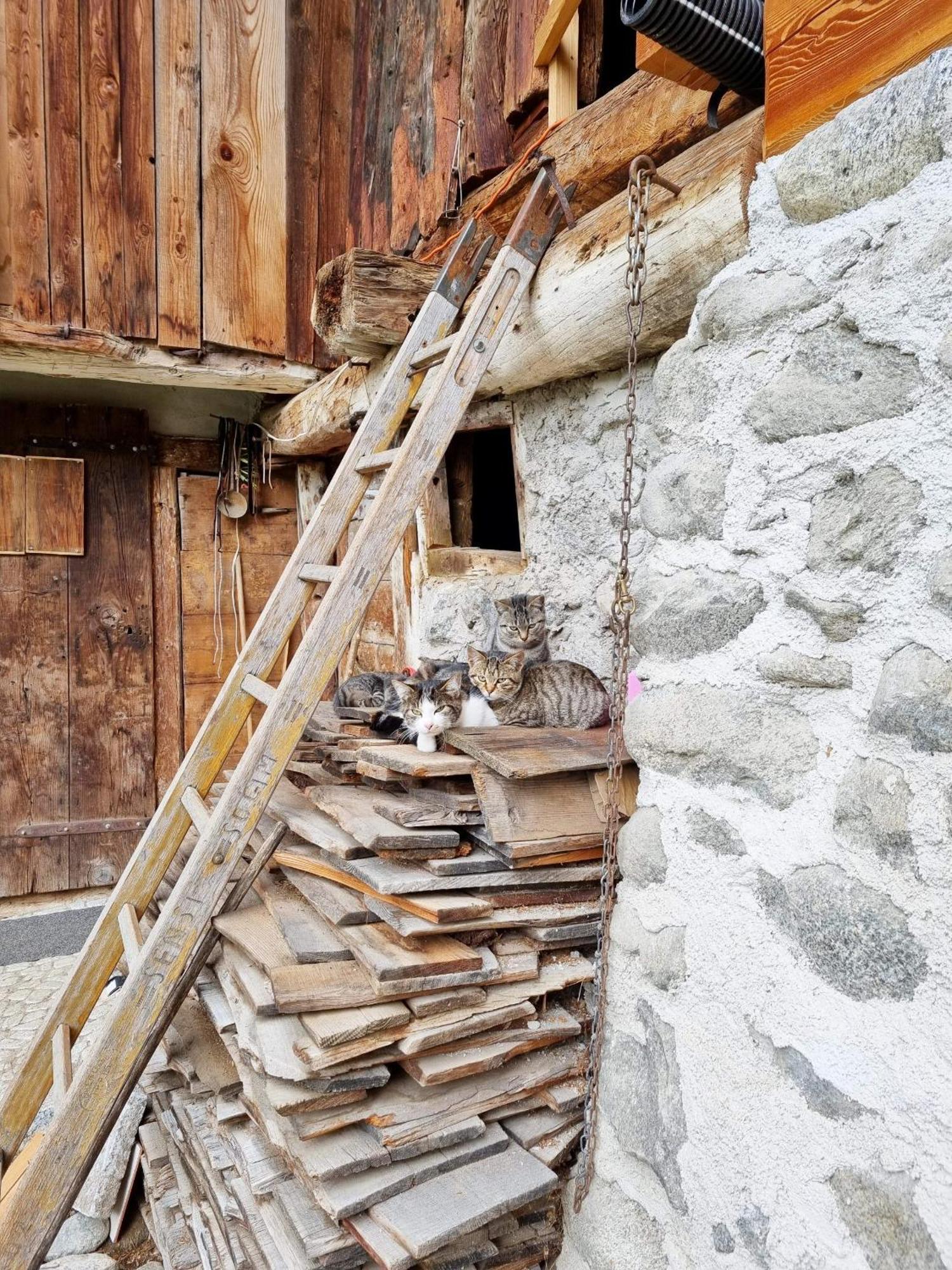 Villa Alpina Campiglio Madonna di Campiglio Ngoại thất bức ảnh